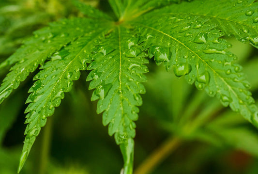 El CBD Medicinal en la Cosmética Moderna